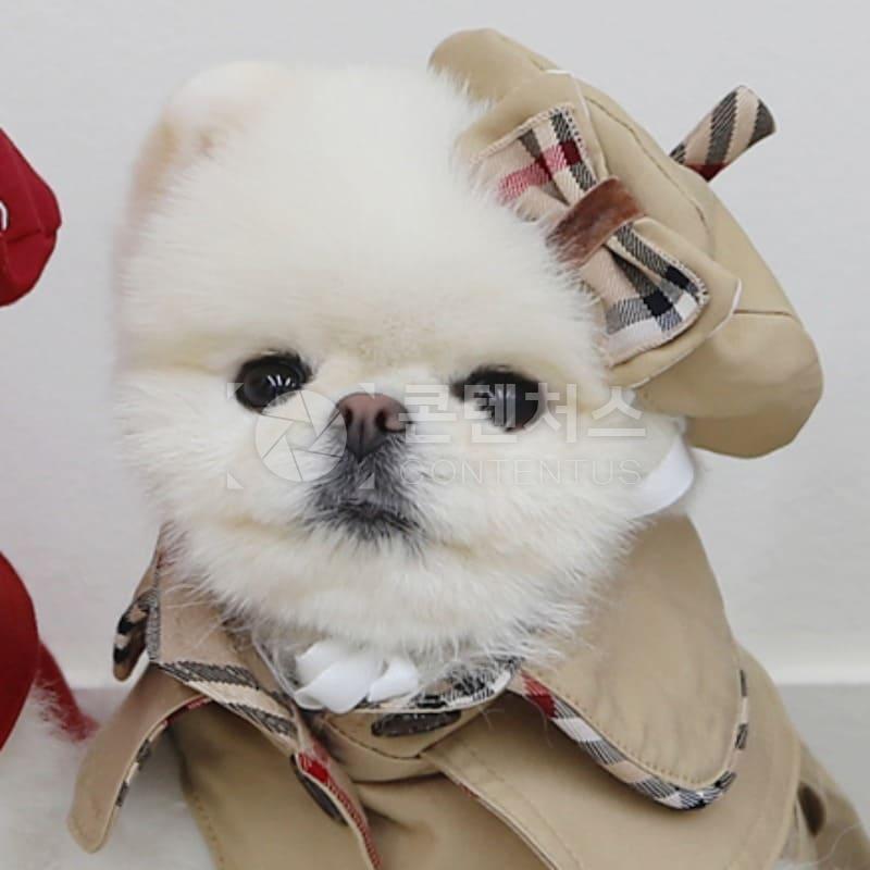 강아지 샘플사진