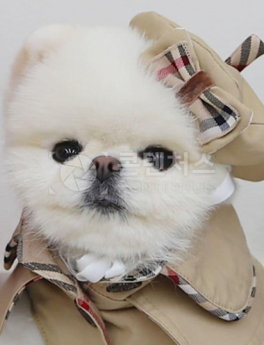 강아지 샘플사진