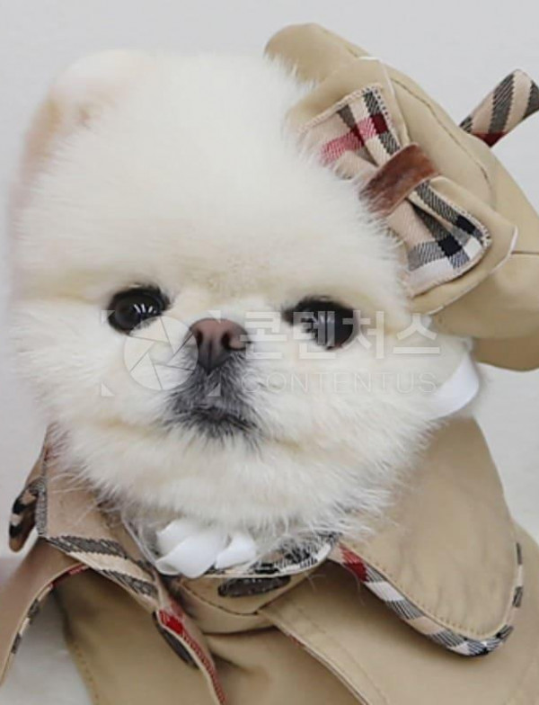 강아지 샘플사진