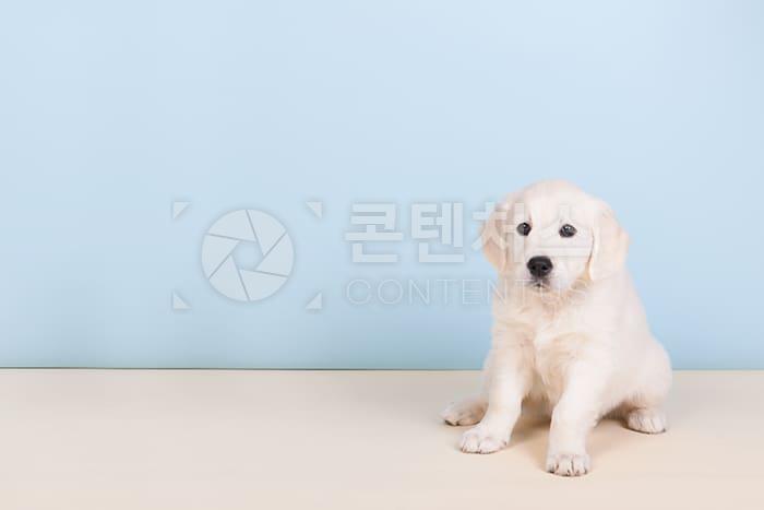 강아지 샘플사진
