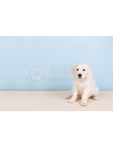 강아지 샘플사진