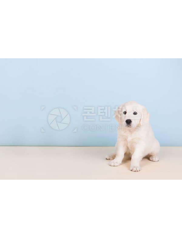 강아지 샘플사진