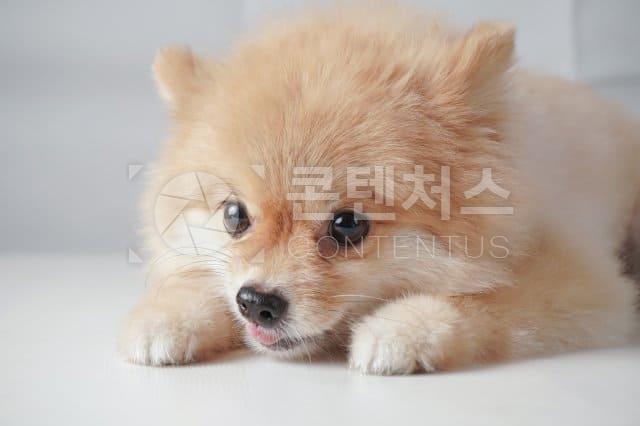 강아지 샘플사진