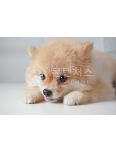 강아지 샘플사진