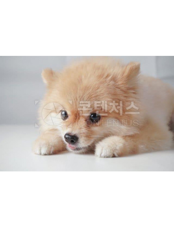 강아지 샘플사진