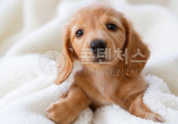 강아지 샘플사진