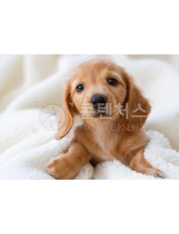 강아지 샘플사진