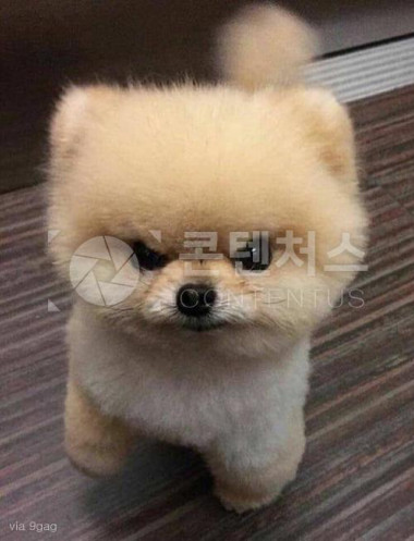 강아지 샘플사진