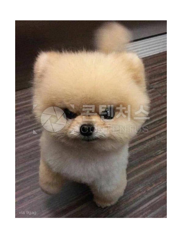 강아지 샘플사진