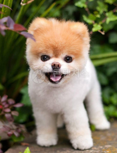 강아지 샘플사진