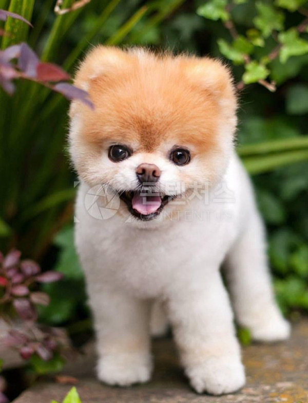 강아지 샘플사진