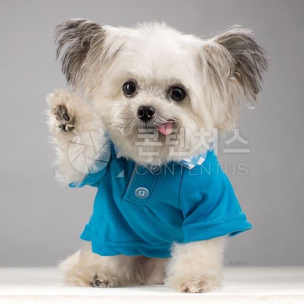 강아지 샘플사진