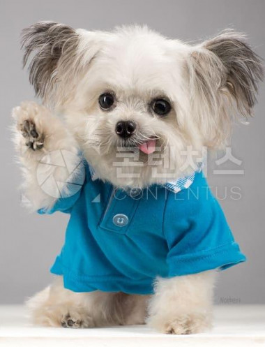 강아지 샘플사진