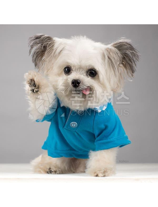 강아지 샘플사진