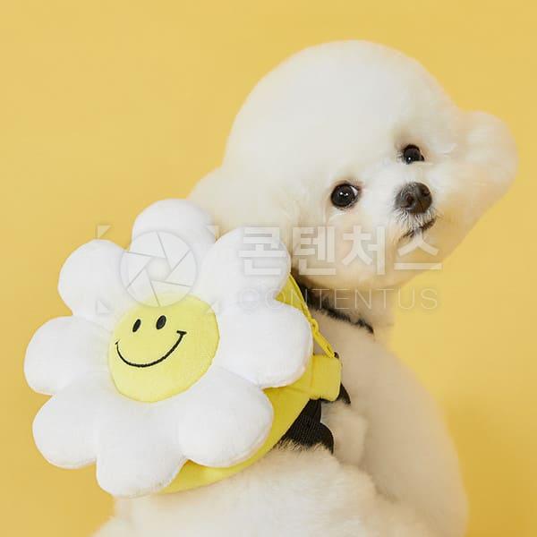 강아지 샘플사진