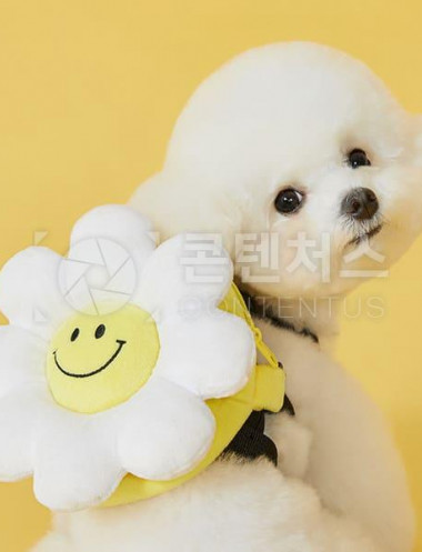 강아지 샘플사진