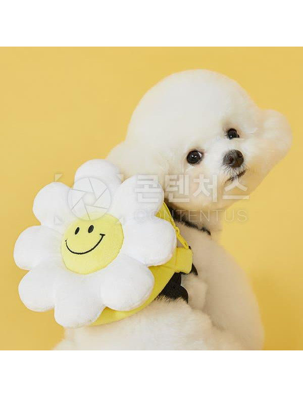 강아지 샘플사진